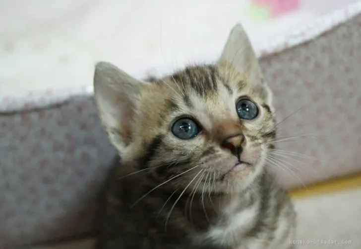 ID：1708-00947の子猫