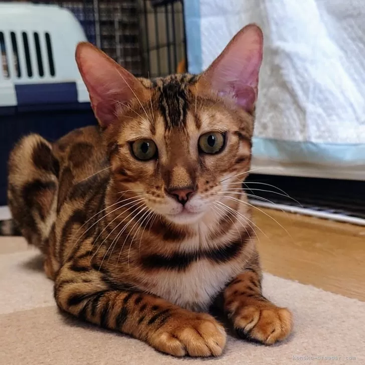 ID:2409-00707の子猫