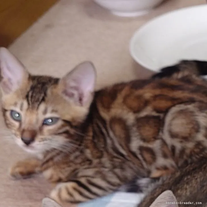 ID：2309-02545の子猫