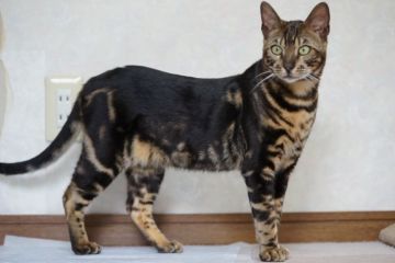 ベンガル【青森県・男の子・2017年7月7日・ブラウンマーブルタビー】の写真「温厚で人懐こく、遊び好きな子です」