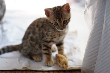 ベンガル【青森県・男の子・2018年3月30日・ブラウンスポテッドタビー】の写真「人懐こくて人の肩に乗るベンガルです」