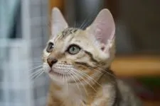 ベンガル【青森県・女の子・2018年6月15日・ブラウンスポテッドタビー】の写真1