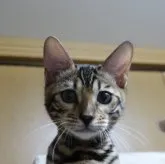 ベンガル【青森県・女の子・2023年7月6日・ブラウンスポテッドタビー(ロゼット)】の写真1