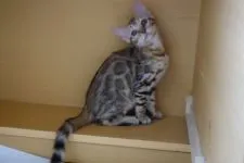 ベンガル【青森県・女の子・2018年6月15日・ブラウンスポテッドタビー】の写真2