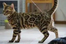 ベンガル【青森県・男の子・2017年7月7日・ブラウンスポテッドタビー】の写真3