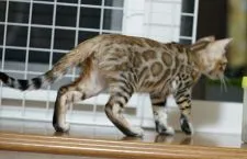 ベンガル【青森県・女の子・2018年6月15日・ブラウンスポテッドタビー】の写真3