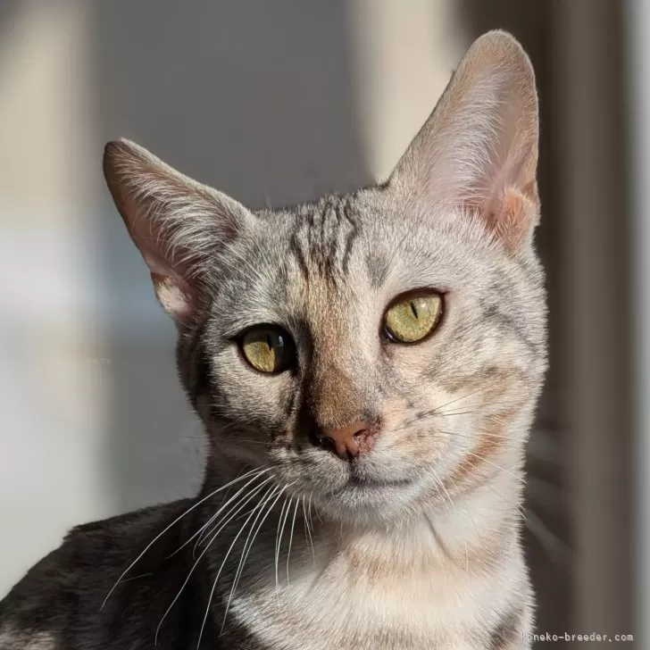 ID:2502-00404の子猫
