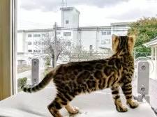 ベンガル【青森県・男の子・2025年7月30日・ブラウンスポテッドタビー(ロゼット)】の写真3