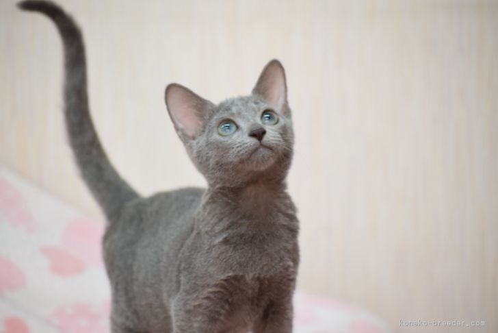 フォーリン・タイプの凛々しい体躯。それに理想的なしなやかな尾。画像は生後3か月の子猫です。｜池田　研司(いけだ　けんじ)ブリーダー(大阪府・ロシアンブルーなど・CFA/TICA/PCC登録)の紹介写真2