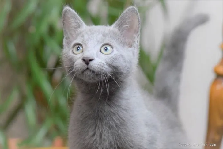 ID:2008-01573の子猫