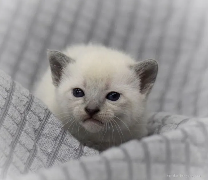 ロック 様のお迎えした子猫
