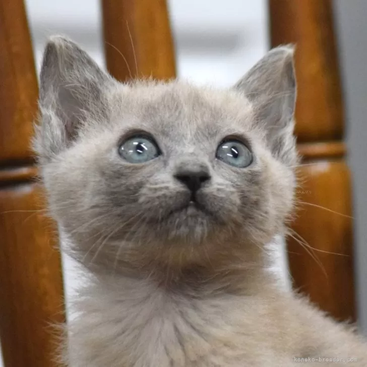 ID:2402-00796の子猫