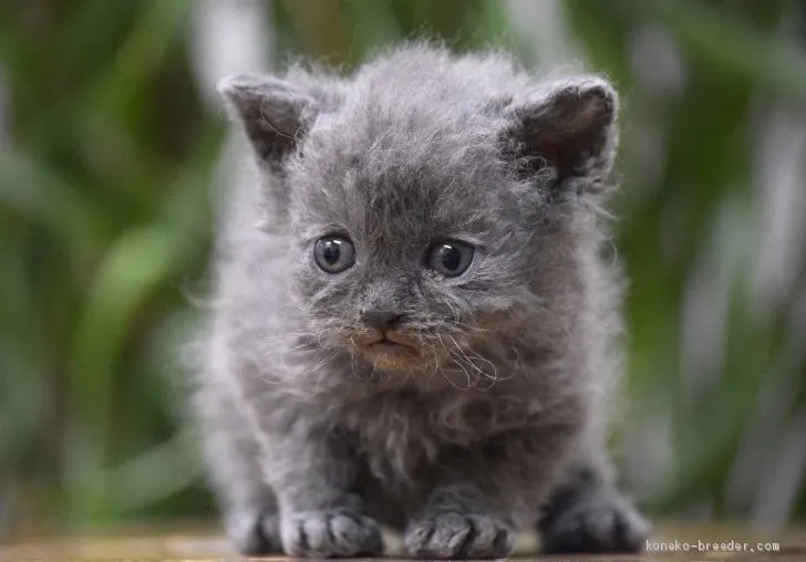 ID:1911-01818の子猫