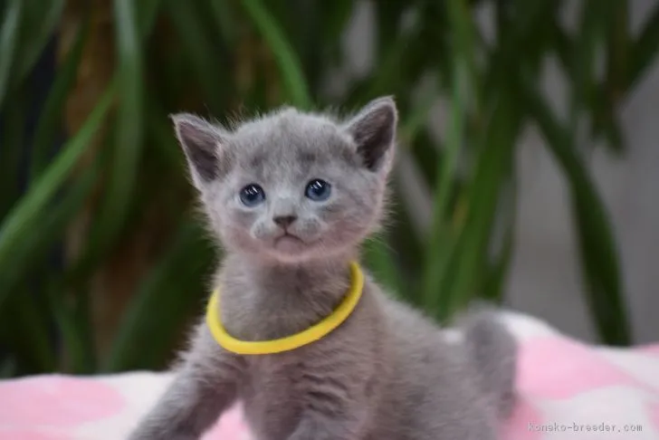 ID:1711-00121の子猫