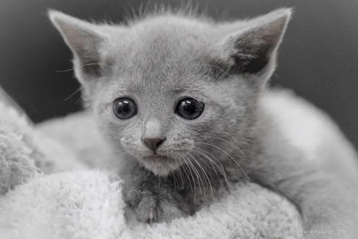 ID:2112-01977の子猫