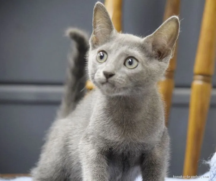 ID：1906-00201の子猫