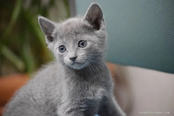 ニケ 様のお迎えした子猫