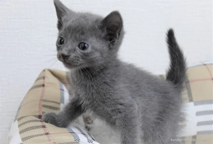 ID：2006-01077の子猫