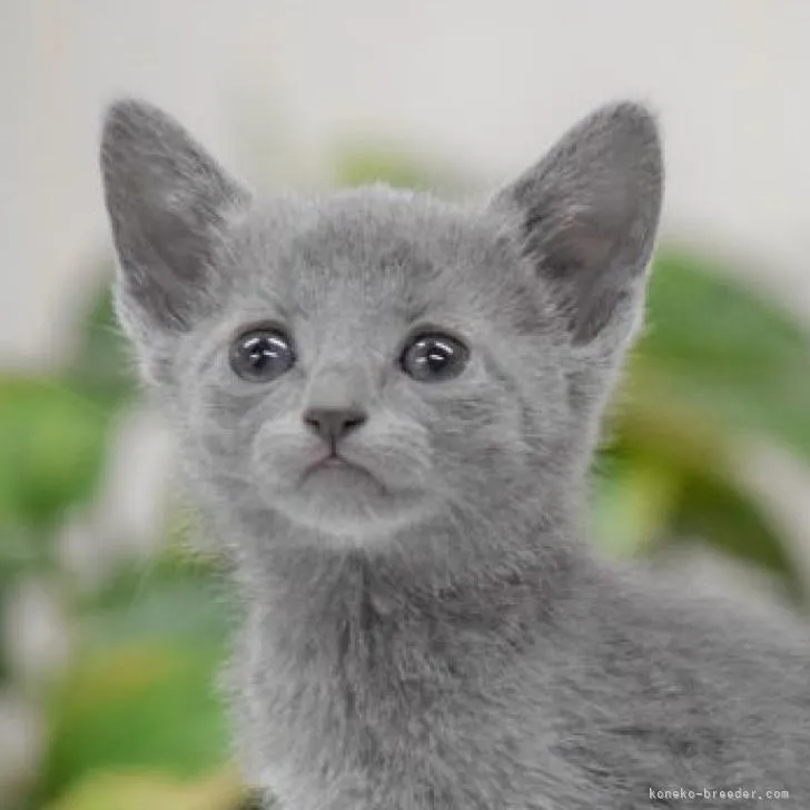 ID:2211-01145の子猫