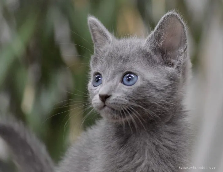 ID：2006-00173の子猫