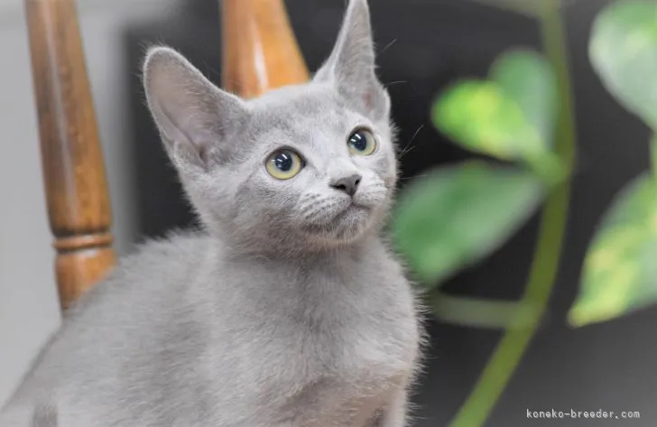 Y.A 様のお迎えした子猫