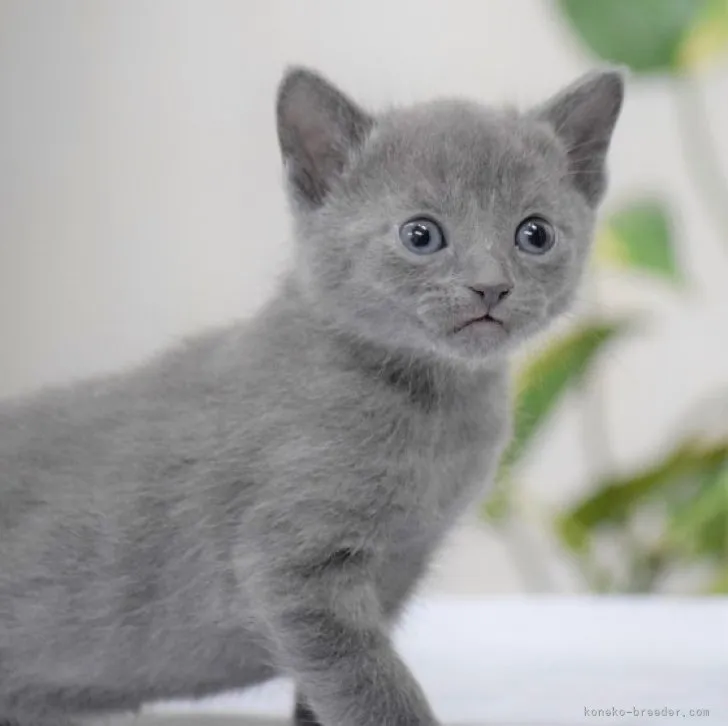 ID:2304-01518の子猫