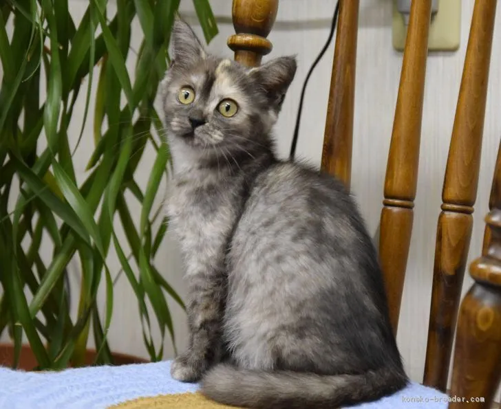 ID：1907-00505の子猫