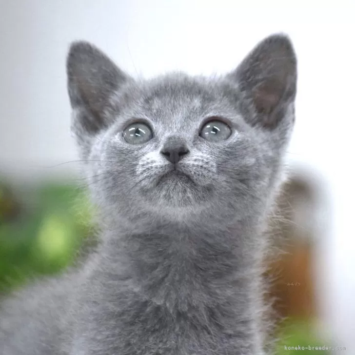 ID:2403-02012の子猫