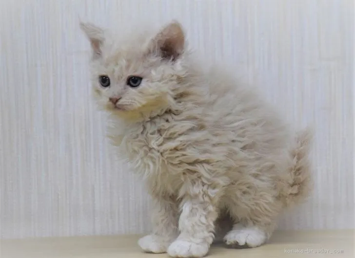 ユカリン 様のお迎えした子猫