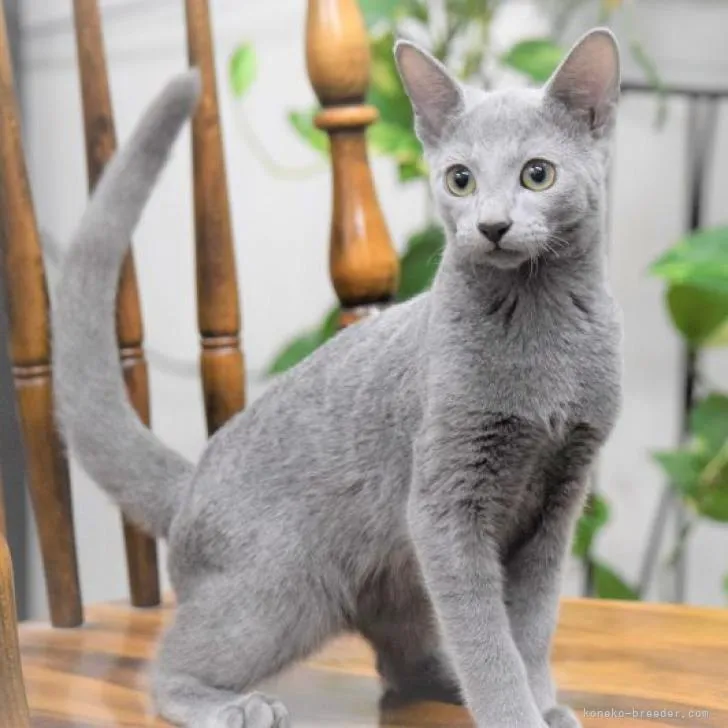 ID:2204-03120の子猫