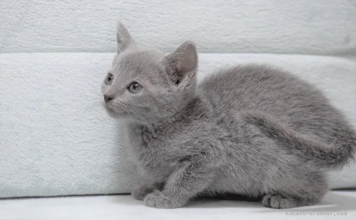 ID:2109-01073の子猫