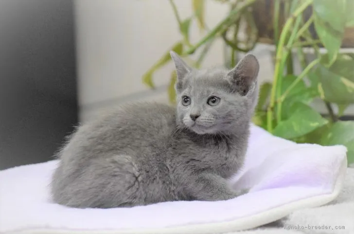 むっち 様のお迎えした子猫