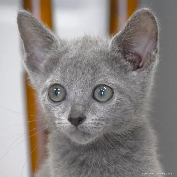 ID:2408-01128の子猫