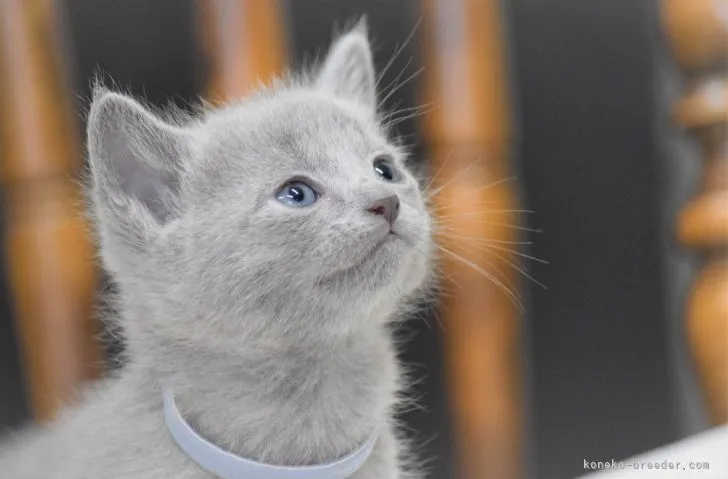 ID:2204-03119の子猫