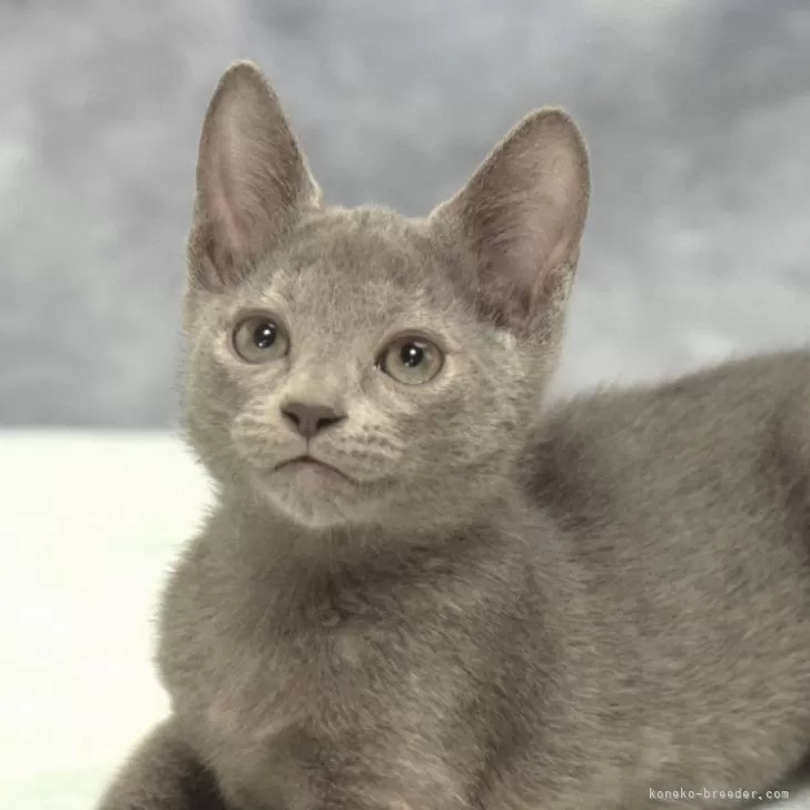 ID:2411-00818の子猫