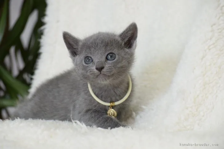 ID:1802-00489の子猫