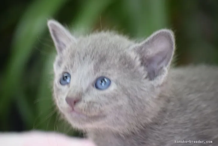 ID:1705-00590の子猫