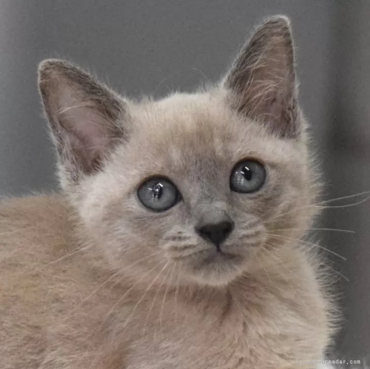 ID:2408-01703の子猫
