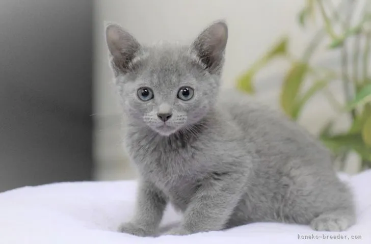 ID:2112-01968の子猫