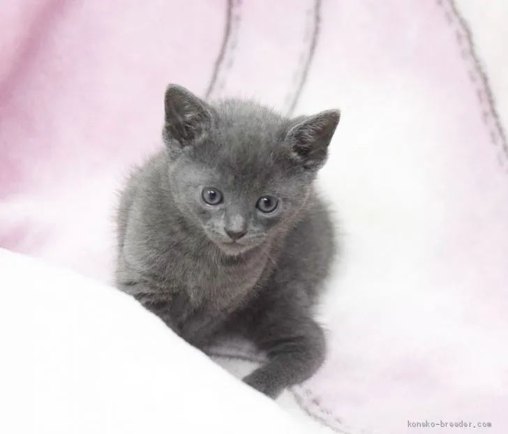 ID：1912-01073の子猫