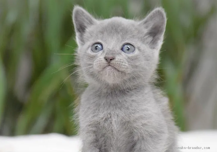 ID:2012-01261の子猫