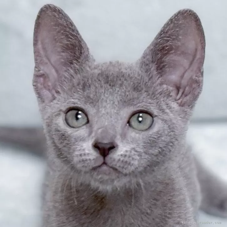 ID:2406-00292の子猫