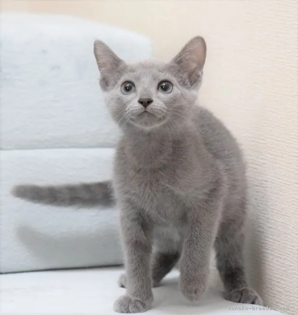 ようちゃん 様のお迎えした子猫