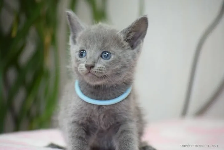 ID:1709-00845の子猫