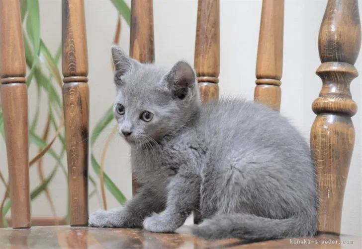 ID:2108-00006の子猫