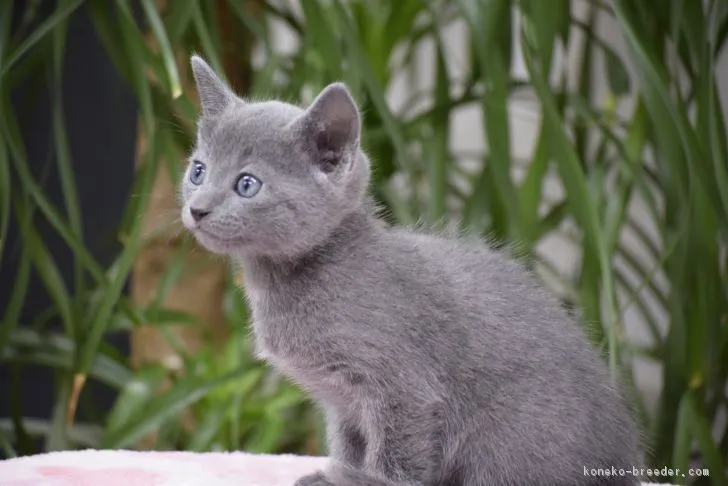 ID:1806-00032の子猫