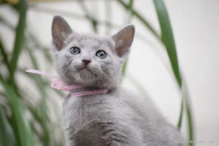 ID：1703-00079の子猫