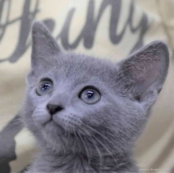 ID:2207-01444の子猫