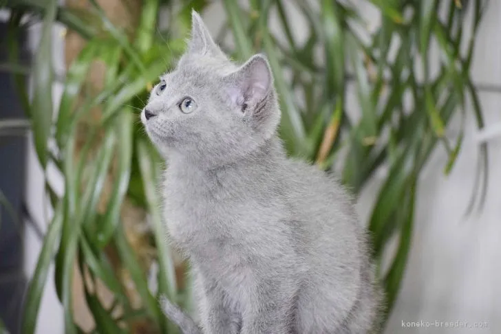マリー 様のお迎えした子猫
