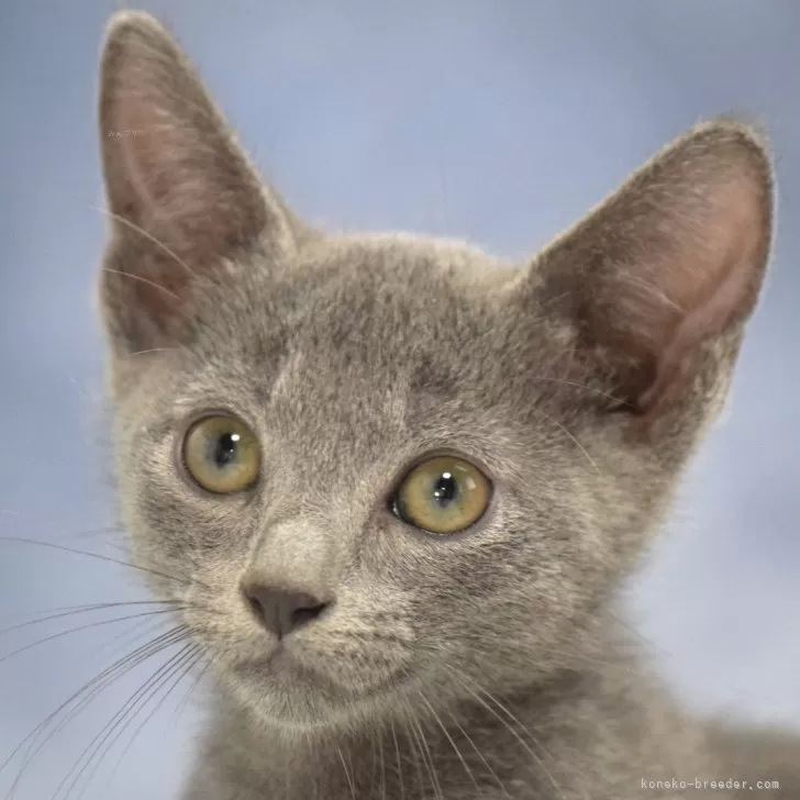 ID:2410-01220の子猫